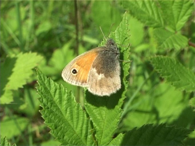 Kleines Wiesenvögelchen ( Coenonympha pamphilus ), Flügelunterseite : Am Niederrhein, Biotop, 22.05.2009